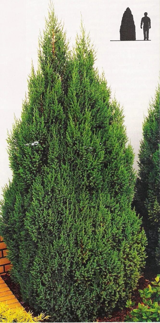 Zypressenwacholder - Juniperus virginiana 'Pyramidalis Glauca' - grün Garten anp