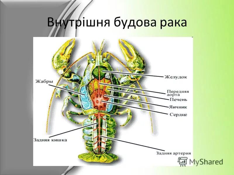 ракообразные схема органов. строение кровеносной системы членистоногих. незамкнутая кровеносная система ракообразных. кровеносная система членистоногих ракообразные. строение тела ракообразных.