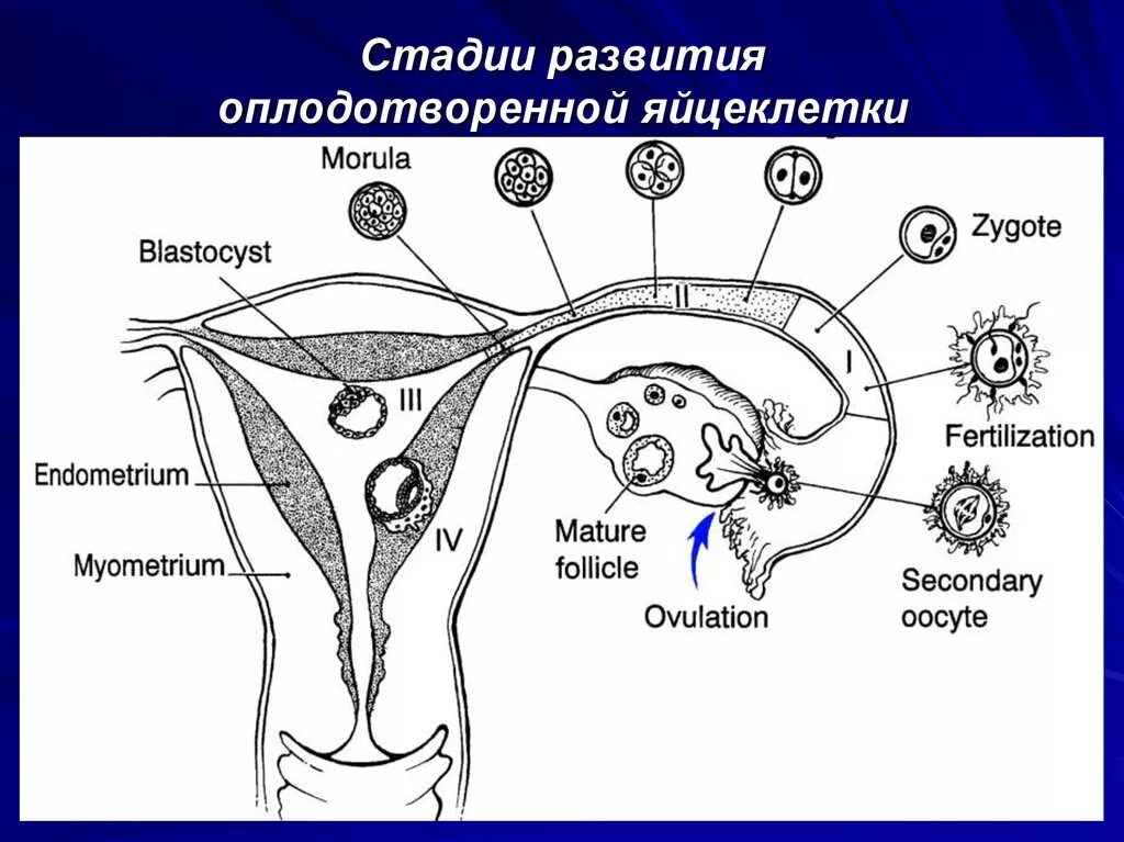 Схема оплодотворения яйцеклетки. Этапы оплодотворения схема. Оплодотворение яйцеклетки сперматозоидом схема. Этапы движения яйцеклетки. Что такое овуляция и какие процессы