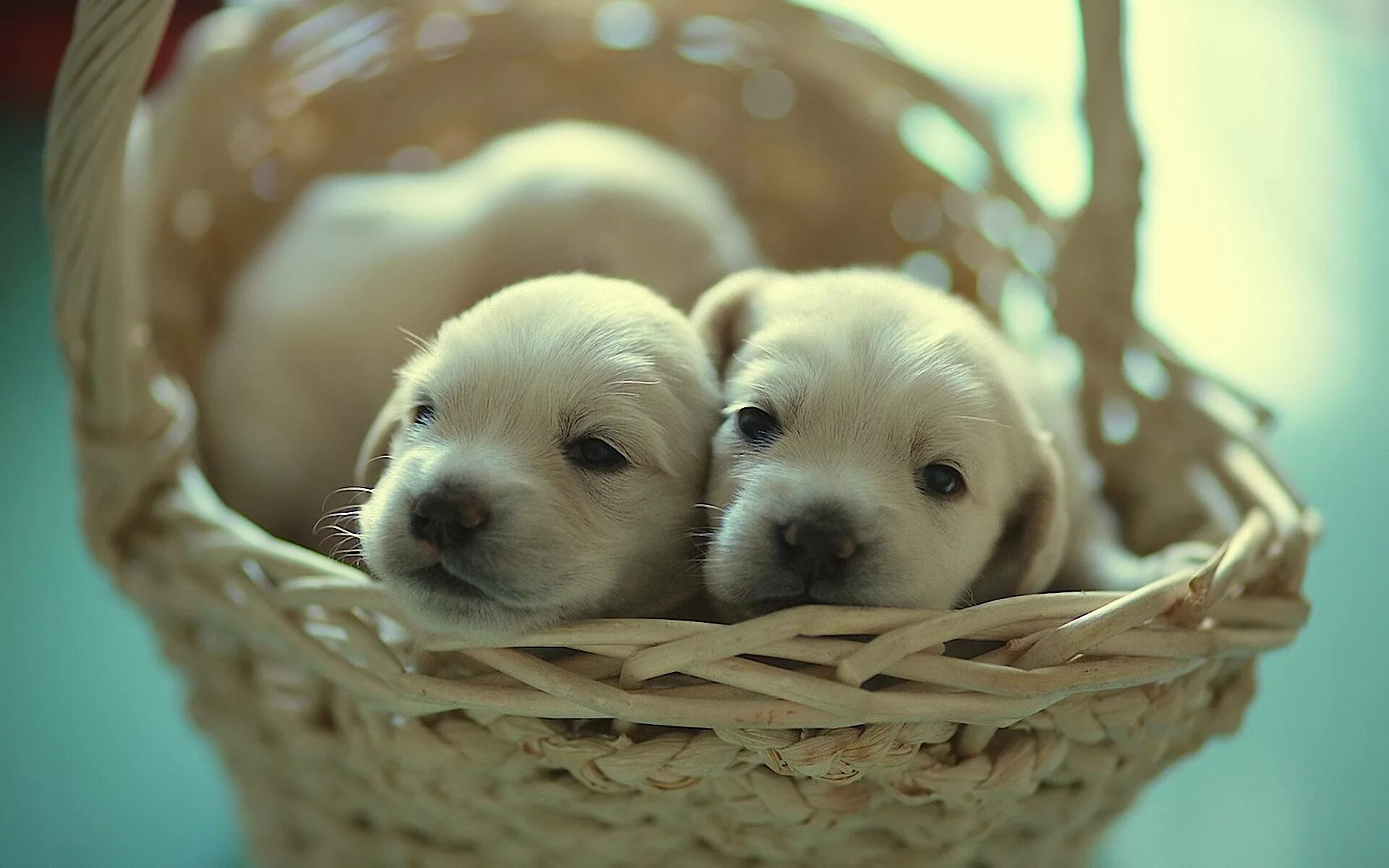 Миленькие щенята. Щенки в корзинке. Милые собачки. Милые щенки. Про маленького щенка.
