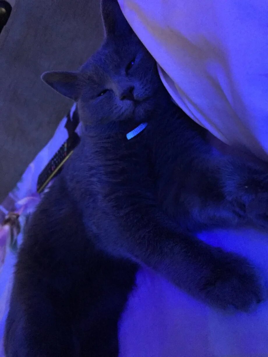 Фиолетовая кошка. Фиолетовая кошка. Фиолетовая кошка. Покажи фиолетового котика. Кошка на фиолетовом фоне.