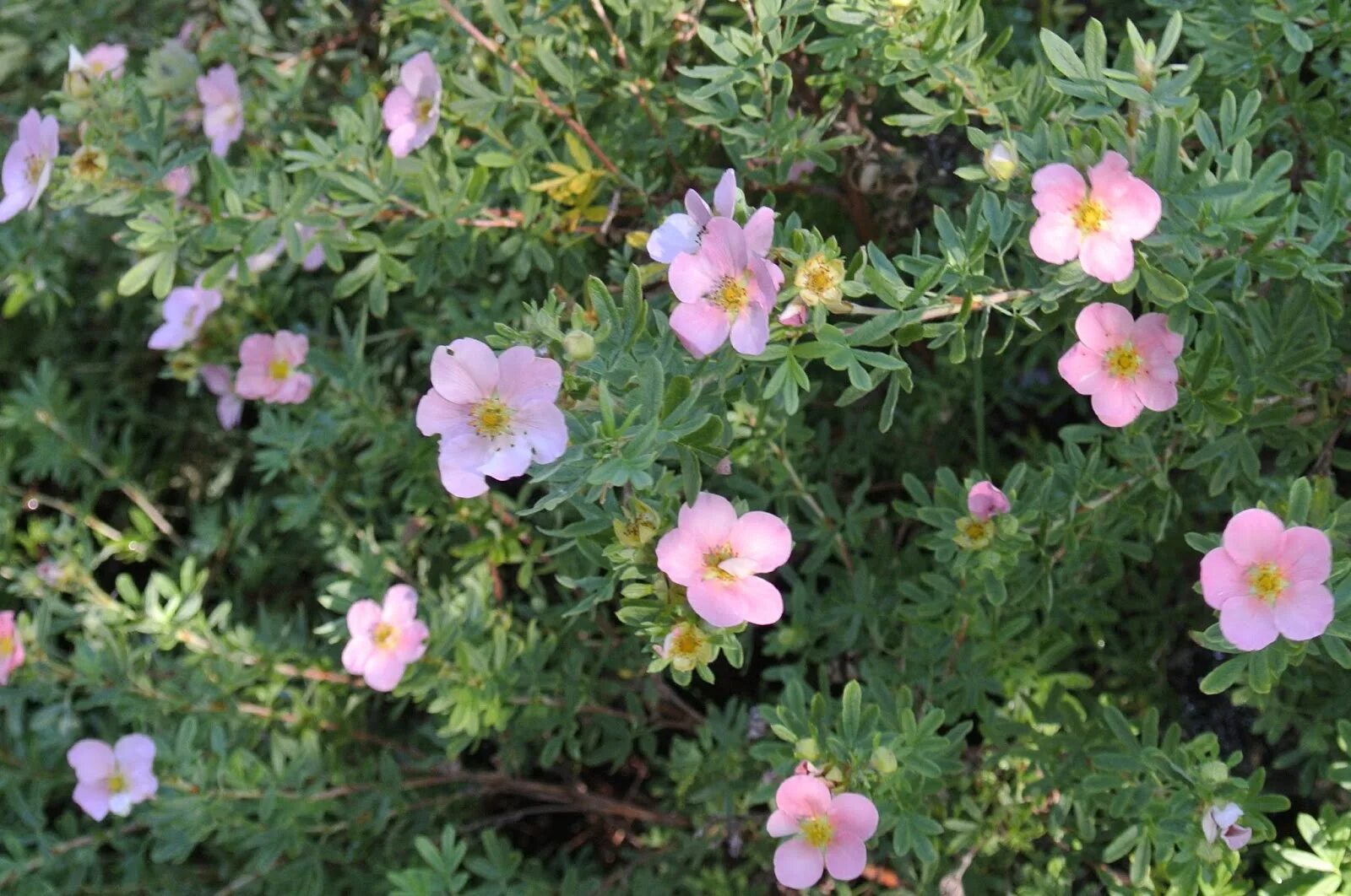 Лапчатка кустарниковая посадка. Курильский чай мэрион ред робин. лапчатка pink beauty. лапчатка кустарниковая пинк бьюти. лапчатка тилфорд крим.