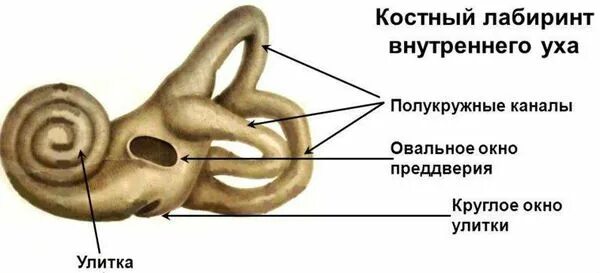 Составные части внутреннего уха. Костный Лабиринт внутреннего уха (улитка). Костный Лабиринт внутреннего уха анатомия. Строение уха костный Лабиринт. Строение улитки внутреннего уха.