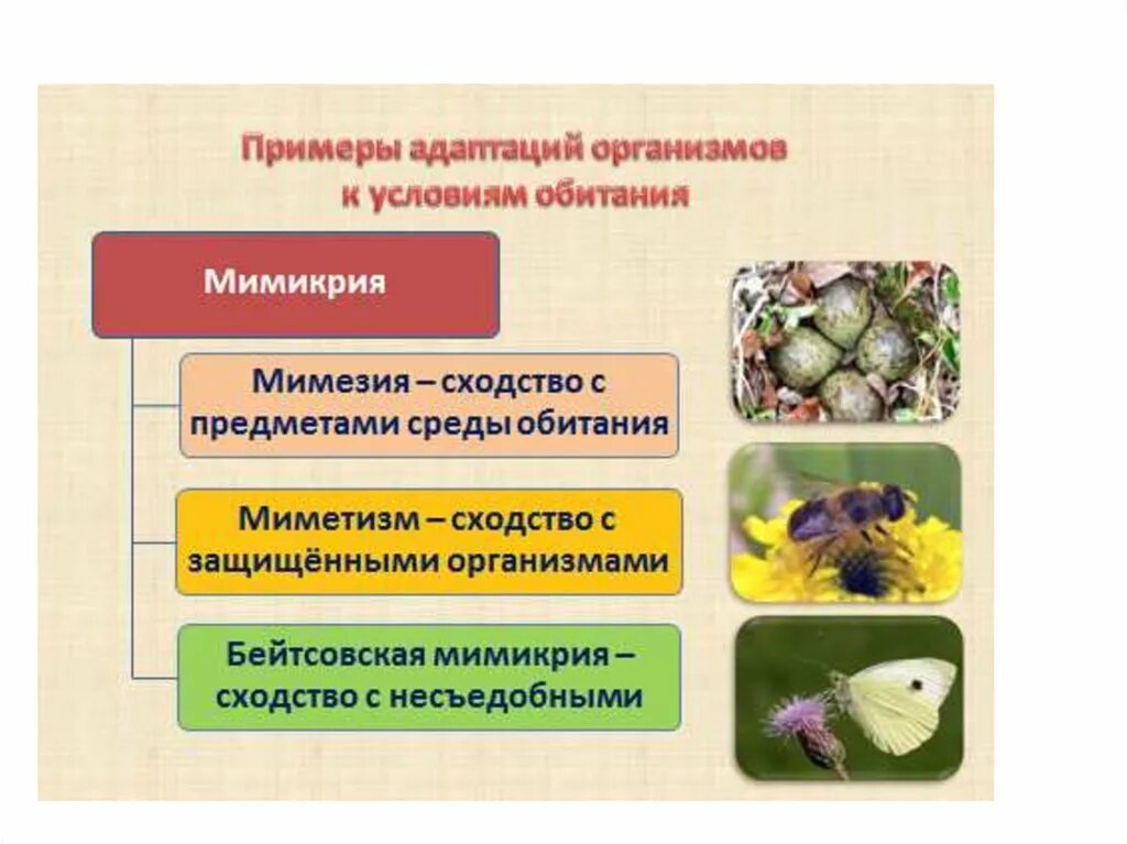 Приспособительные особенности живых организмов. Приспособление организмов. Приспособление организмов адаптация. Приспособление организмов к условиям окружающей среды. Приспособленность адаптация организмов.