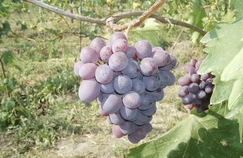 Виноград кримсон сидлис. Виноград плодовый низина. Сорт винограда низина. Сорт винограда низина. Низина описание сорта.