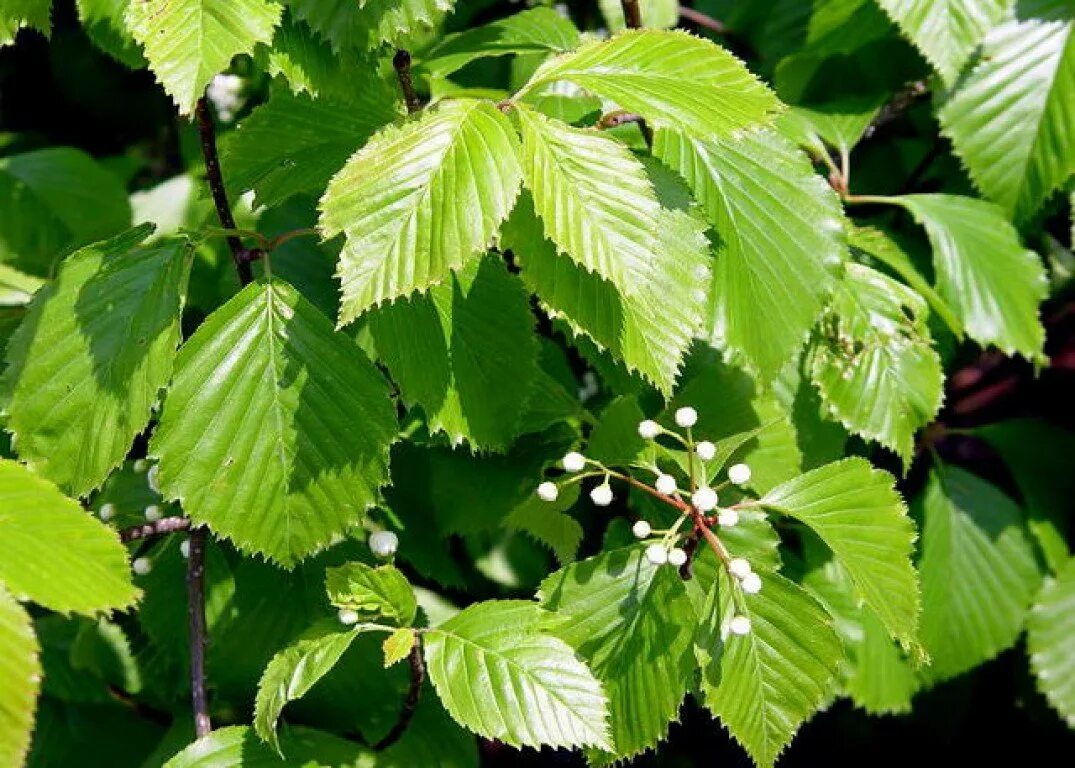 Карагач описание. Вяз карагач. Ильм вяз дерево. Ulmus glabra вяз. Вяз граболистный (Ulmus suberosa).