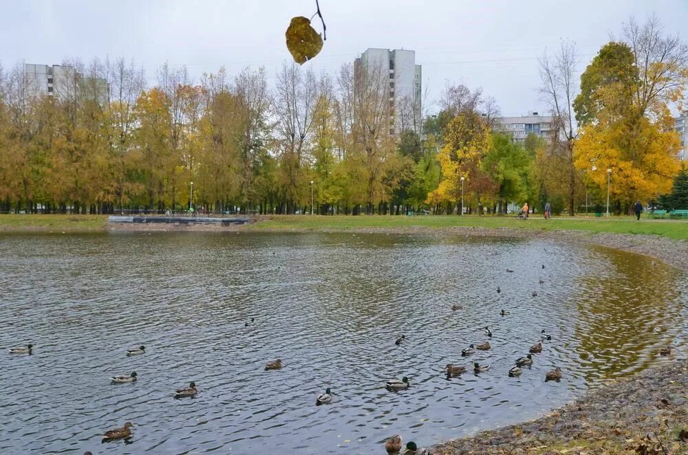 Лосиноостровский парк купить. Торфянка парк Бабушкинская. Парк Торфянка амфитеатр. Пруд Торфянка в Москве. Лосиноостровский район парк.