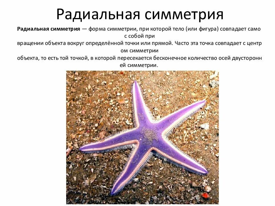 1 тип симметрии
