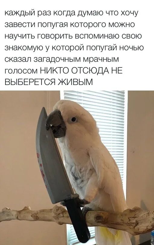 Мемы с попугаями. Попугай кричит. Попугай Мем. Мем с попугаем.