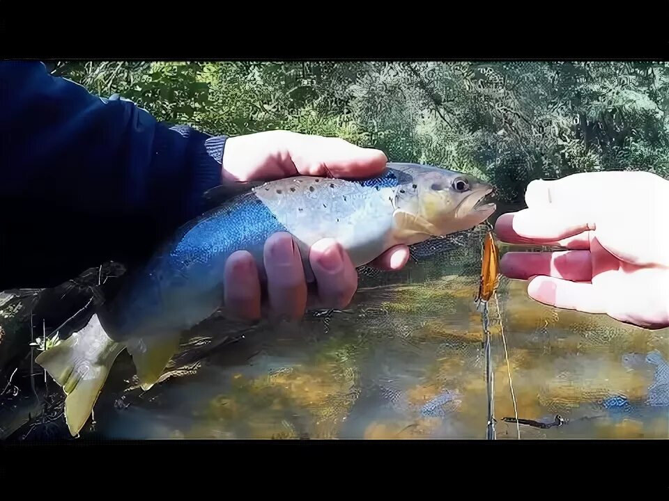 Горные реки ловля форели. Форель в речке. форелевые реки карелии. форелевое озеро калининград.