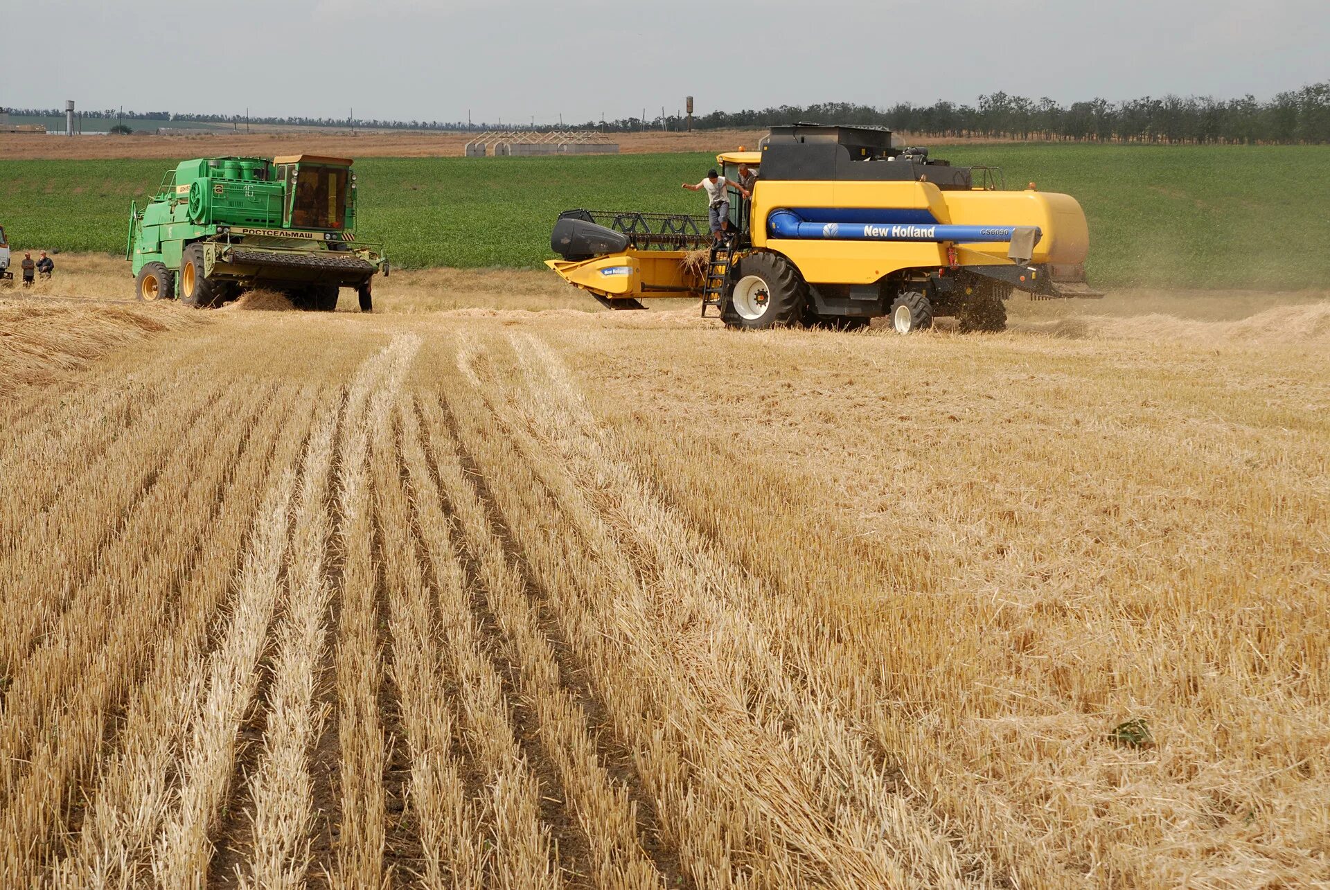 Технология возделывания и уборки озимой пшеницы. Уборка урожая. Технология уборки зерновых культур. Механизация уборки урожая. Технология уборки урожая