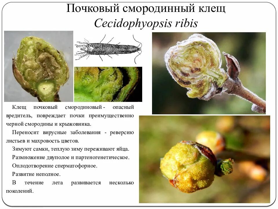 Почковый клещ на смородине чем обработать. Смородиновый почковый клещ. Черная смородина почковый клещ. Почковый клещ смородины. Почковый клещ на черной смородине.