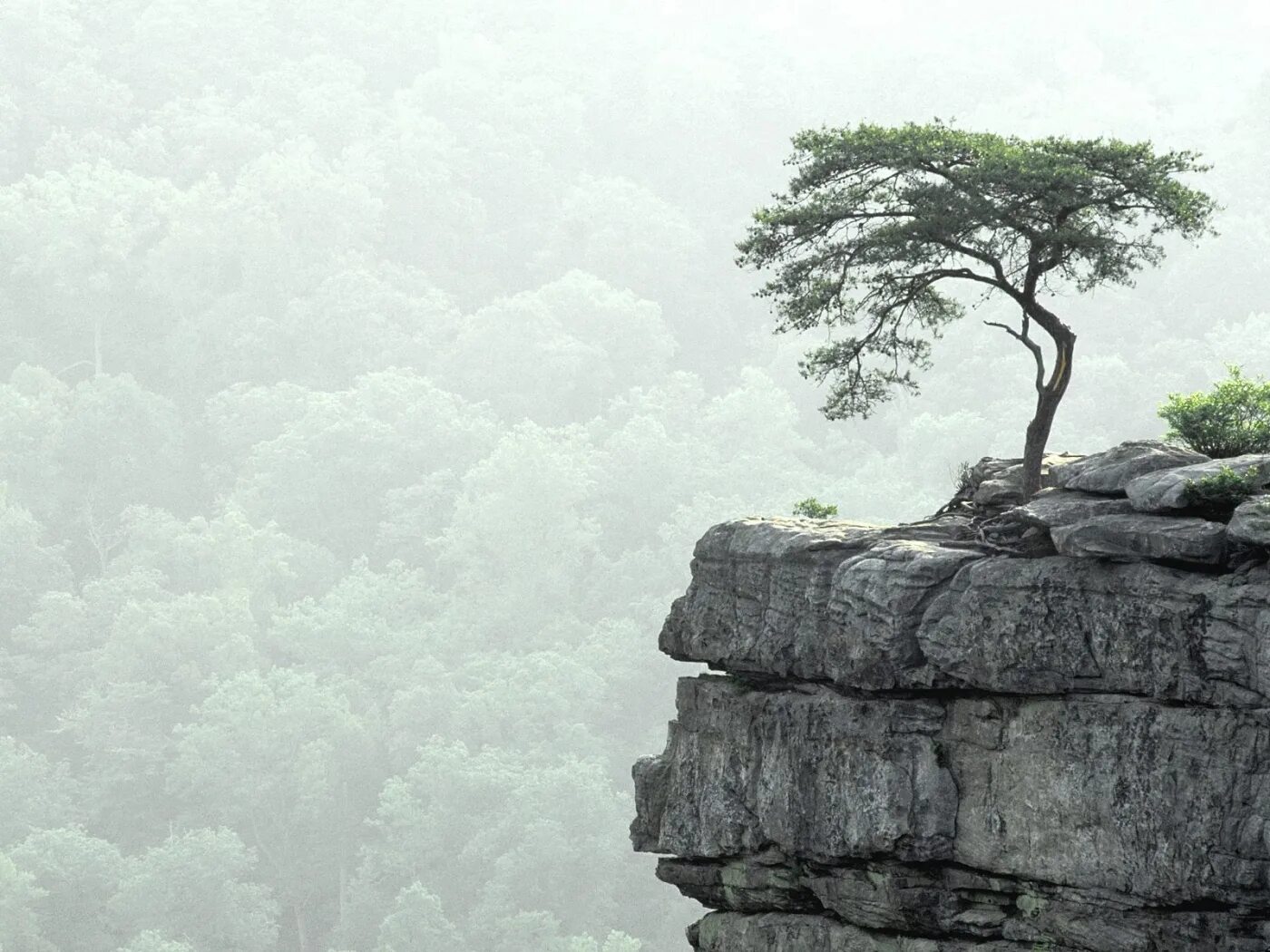 Ни дерева. Дерево на обрыве. Дерево на скале. Одинокое дерево на скале. Одинокая сосна на скале.