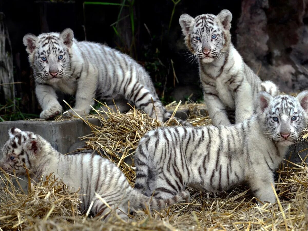 Бенгальский тигр. Белый бенгальский тигр. Бенгальский тигр детеныш. Амурский тигр белый. Бенгальский тигр подвид тигра