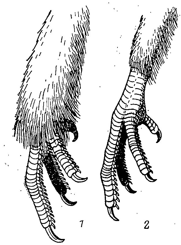 Оперение ног у кур. Лапа тетеревиных. Животные покрытые перьями. Плюсна у птиц. Лапа рябчика.