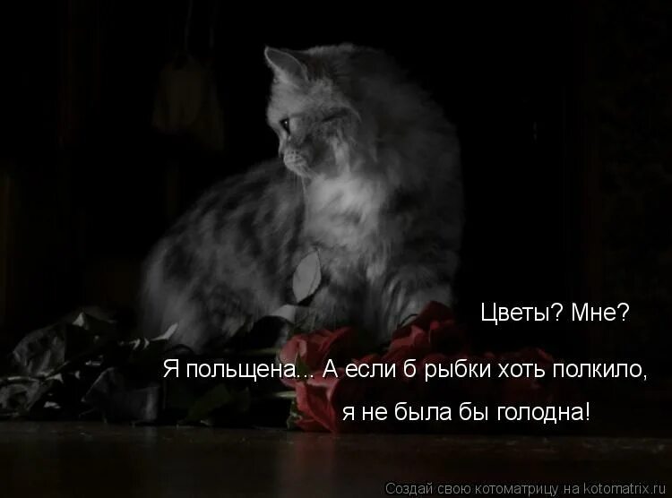 я польщен. я польщена что это значит. поклонение коту. красивое чмо. не живи уныло не.