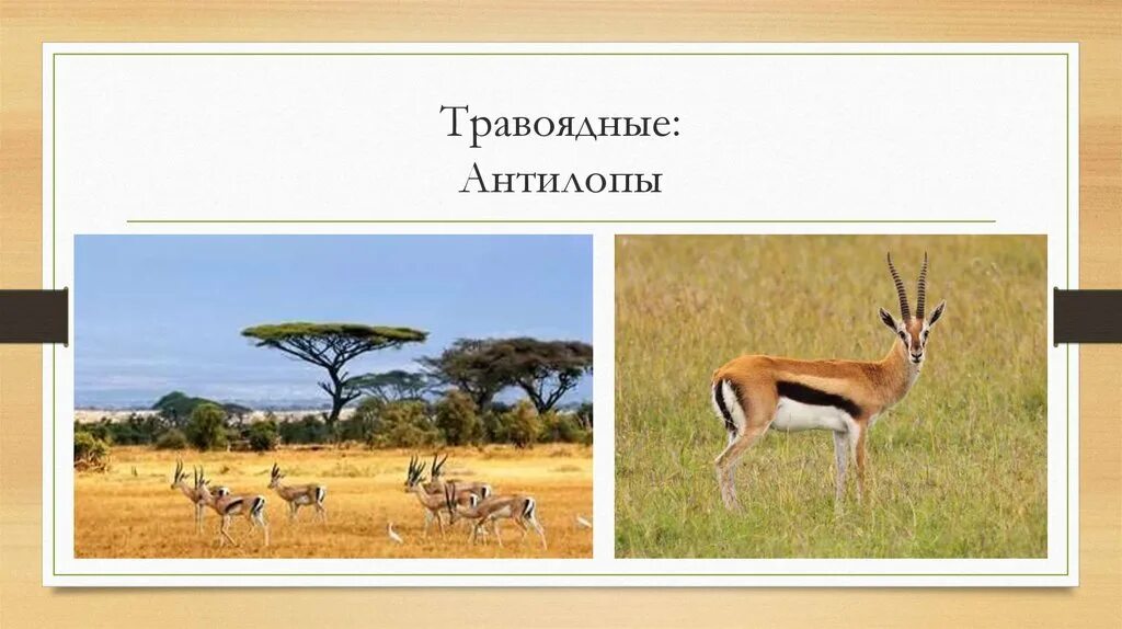 Антилопы в какой природной зоне. Травоядные саванны. Африканская Саванна травоядные. Травоядные животные пустыни. Природные зоны саванны 7 класс.