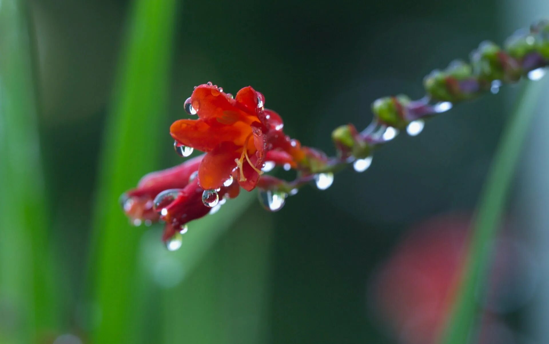 Drop flowers. Цветы Макросъемка. Макросъемка природа. Растения макро. Цветочки макро.