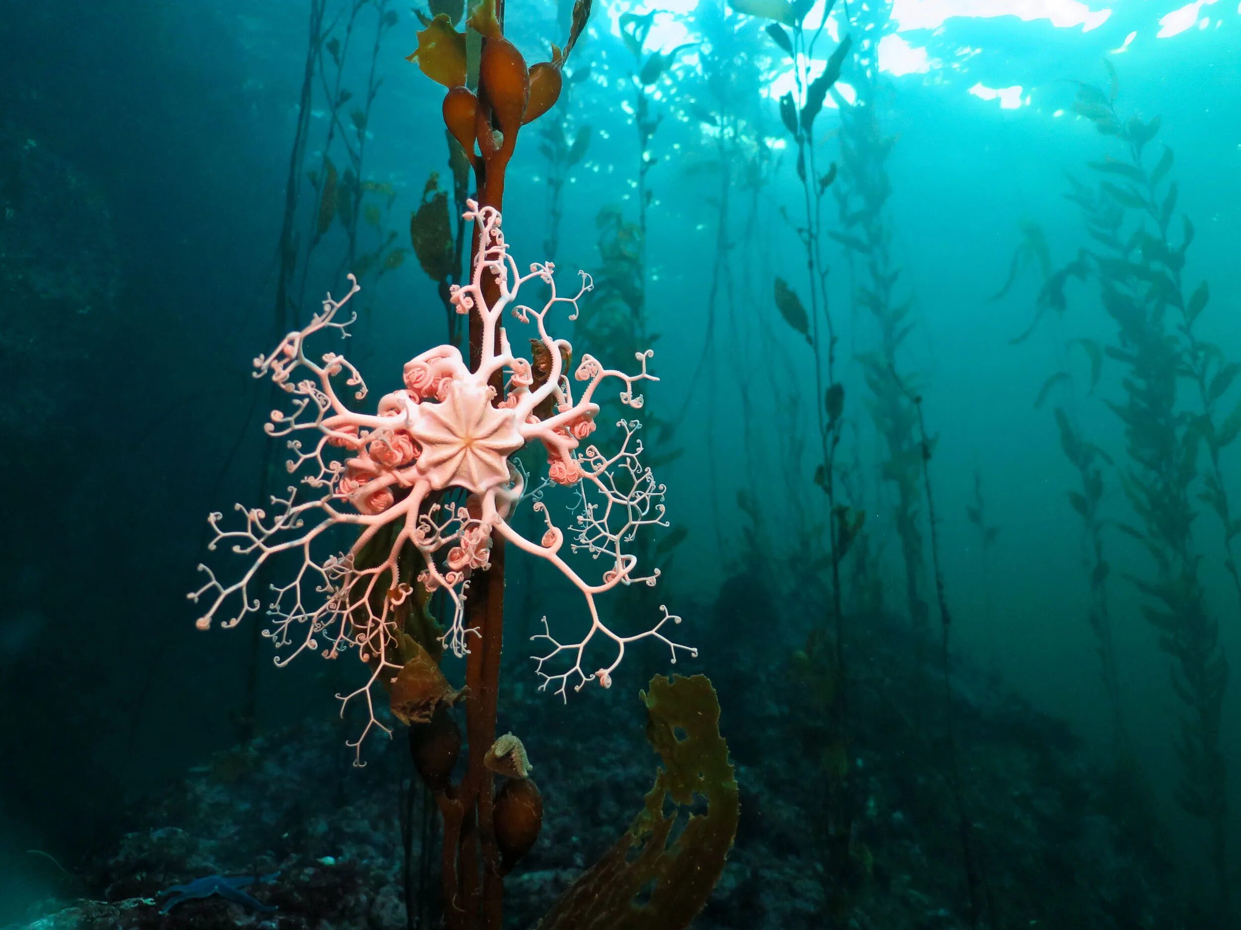 Медуза в ламинарии. Подводные растения. Подводный мир водоросли. Подводные растения океана. Самыми глубоководными водорослями являются