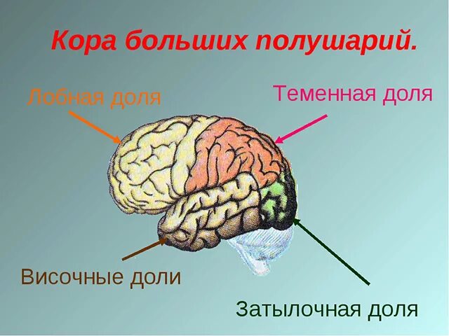 Лобно теменная область мозга. Затылочные доли коры головного мозга.