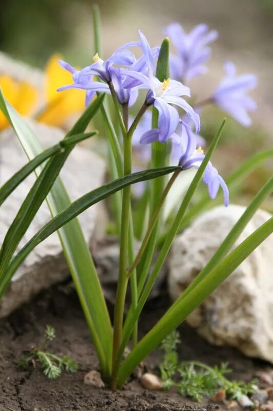 Раннецветущие луковичные. Мелколуковичные многолетники первоцветы. Луковичные первоцветы луковичные. Первоцветы луковицы. Луковичные первоцветы.