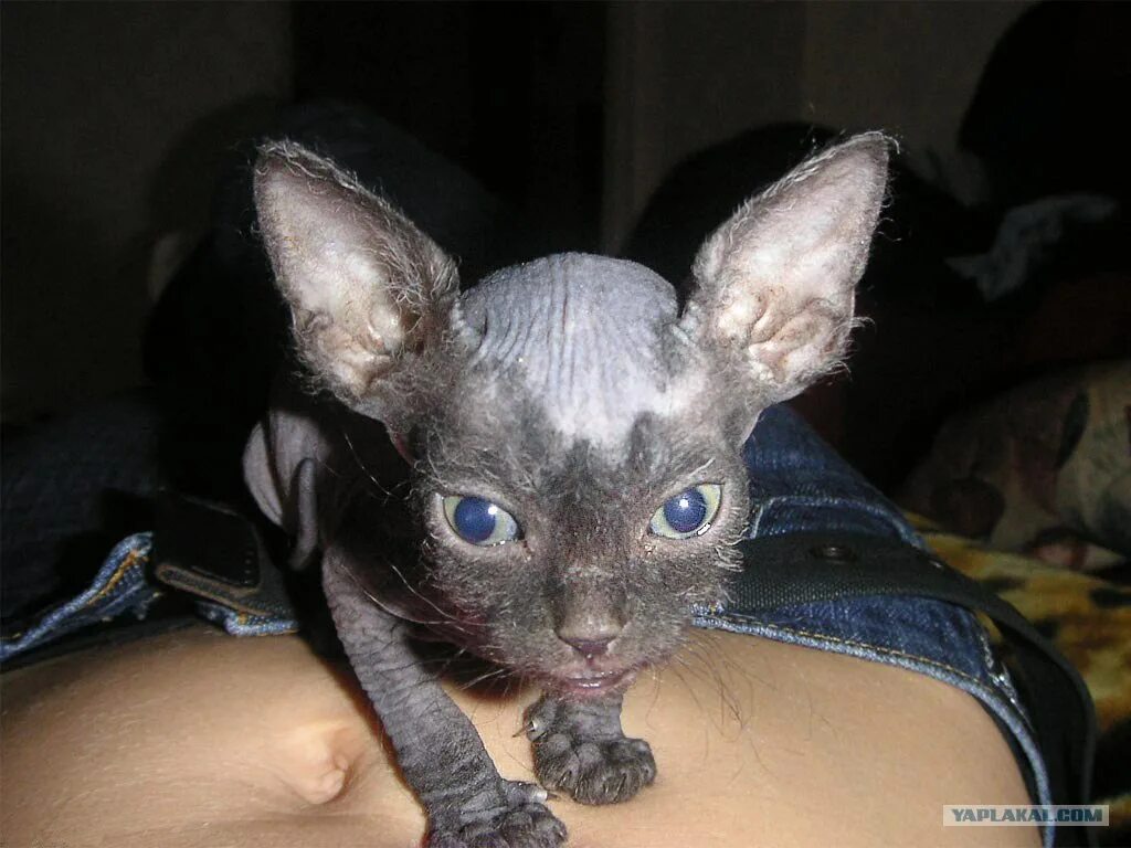 Стрижка пушистых котов. Мокрая кошка. Бреют кис. Смешной лысый кот. Смешные киски.