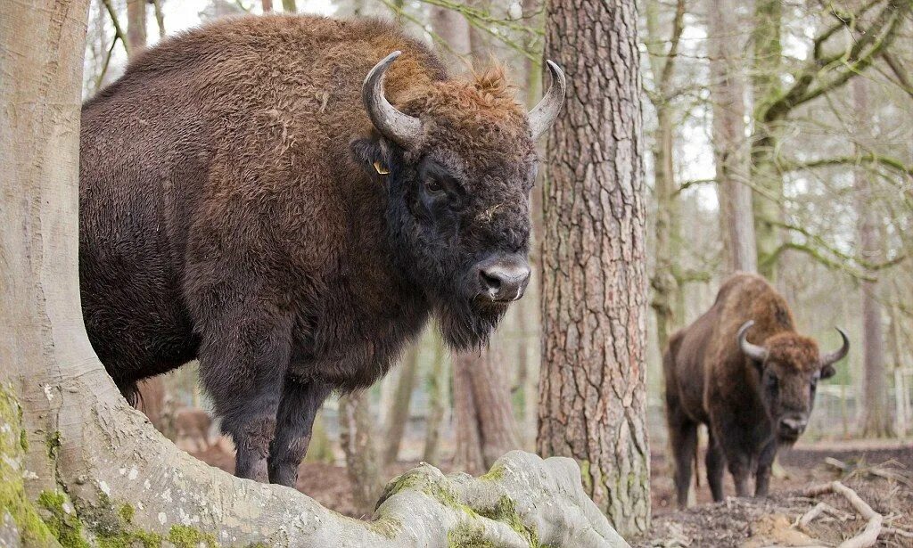 Беловежская пуща зубры. Кавказско-Беловежский ЗУБР (Bison bonasus). Карпатский ЗУБР. Самка зубра. Бизон водится