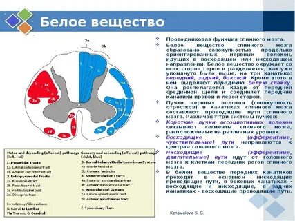 Основная функция серого вещества