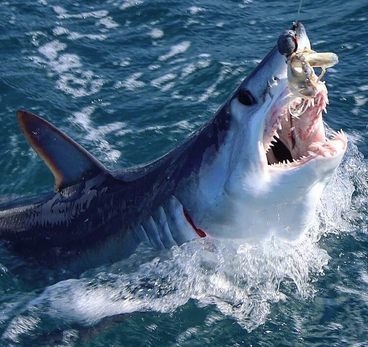 Гренландская акула челюсти. Как выглядит самый опасный. Тупорылая акула. Бычья тупорылая акула. Как выглядит самый опасный.