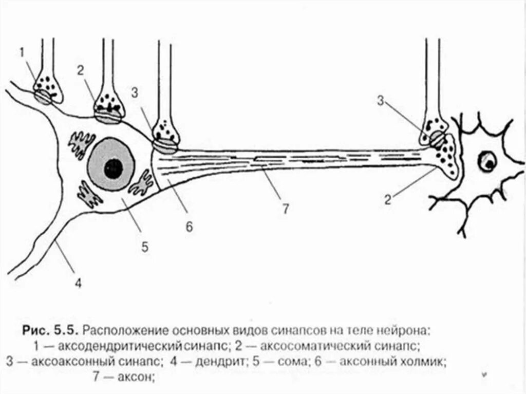 Какой цифрой обозначен нейрон. Какой цифрой обозначен нейрон