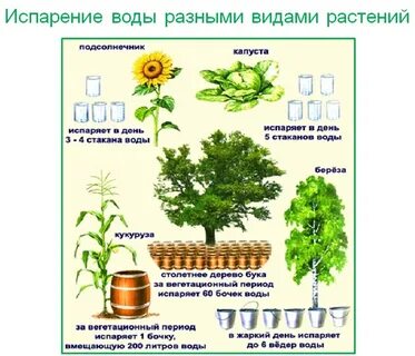 Опыт транспирация растений
