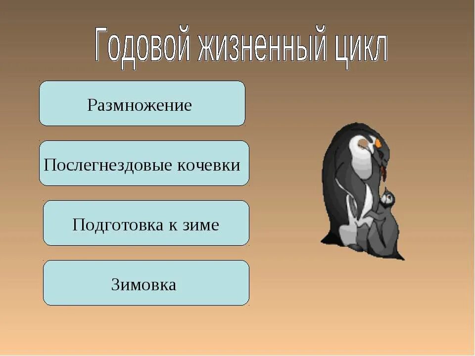 Годовой жизненный цикл птиц 7 класс. Годовой жизненный цикл. Что такое годовой жизненный цикл годовой. Годовой жизненный цикл птиц. Этапы годового жизненного цикла птиц.