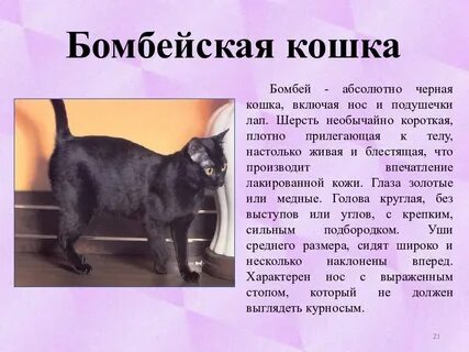 Порода бомбейская кошка описание