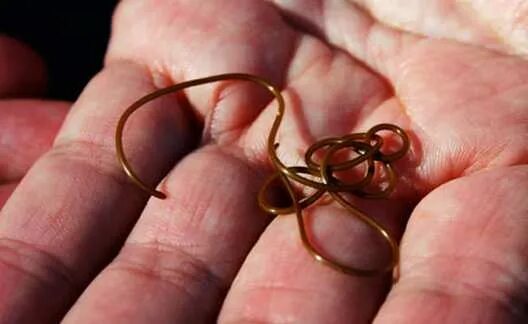 Опасен ли волосатик для человека. Червь паразит конский волос. Волосатик конский волос. Волосатик конский волос. Червь паразит волосатик.