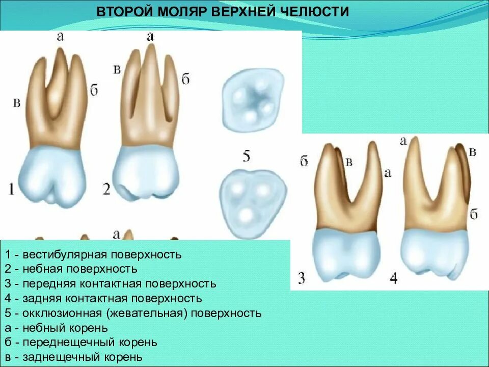 Первый моляр верхней челюсти. Второй моляр верхней челюсти Бугры. 2 Моляр верхней челюсти анатомия. Третий моляр верхней челюсти Бугры. Верхний моляр зуба анатомия.