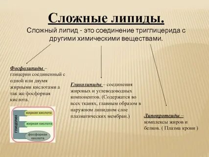 Чем липиды отличаются от жиров