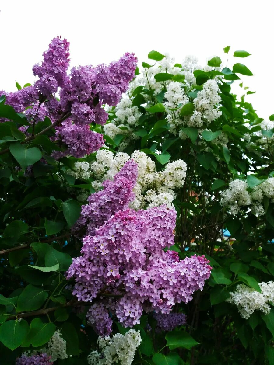 Цветущий куст сирени. Сирень Агидель. Сирень agidel. Кустарниковая сирень.