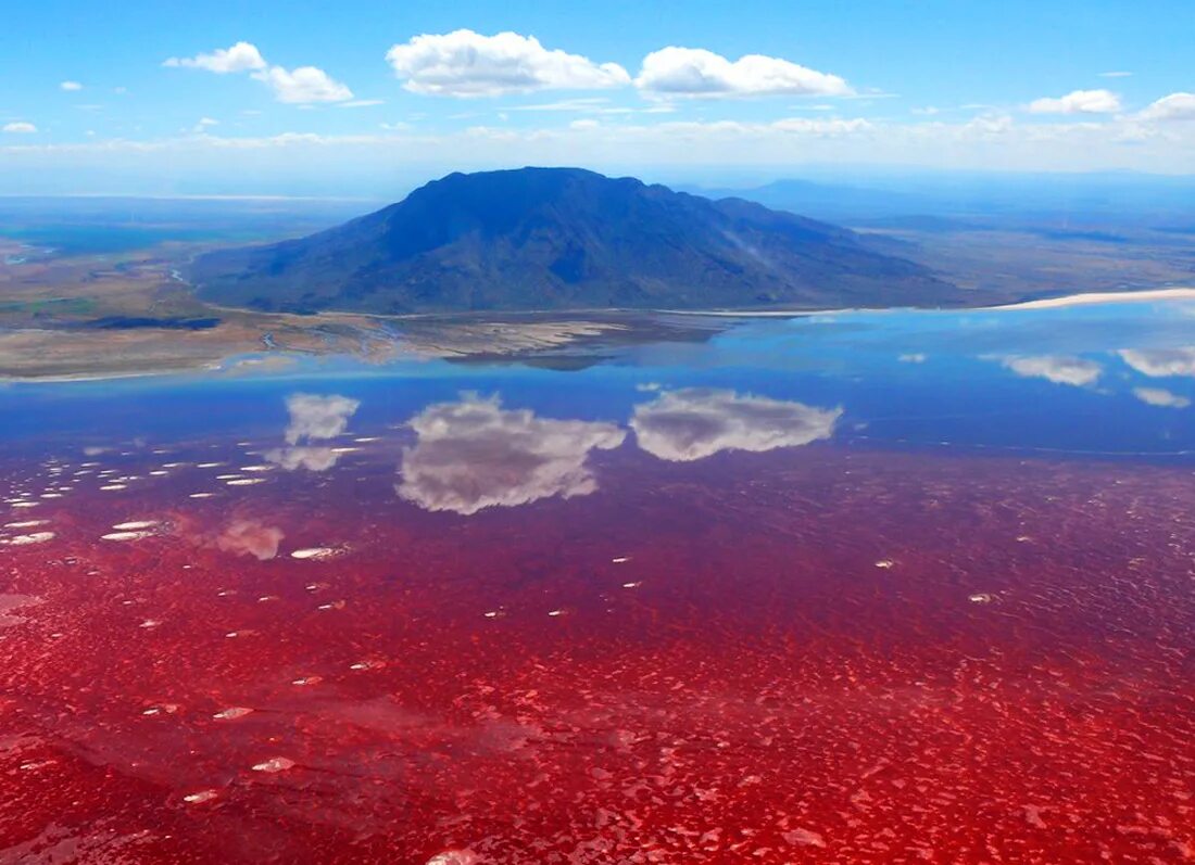 Озеро Натрон в Танзании. Щелочное озеро Натрон. Красное озеро Натрон в Танзании. Есть красное озеро