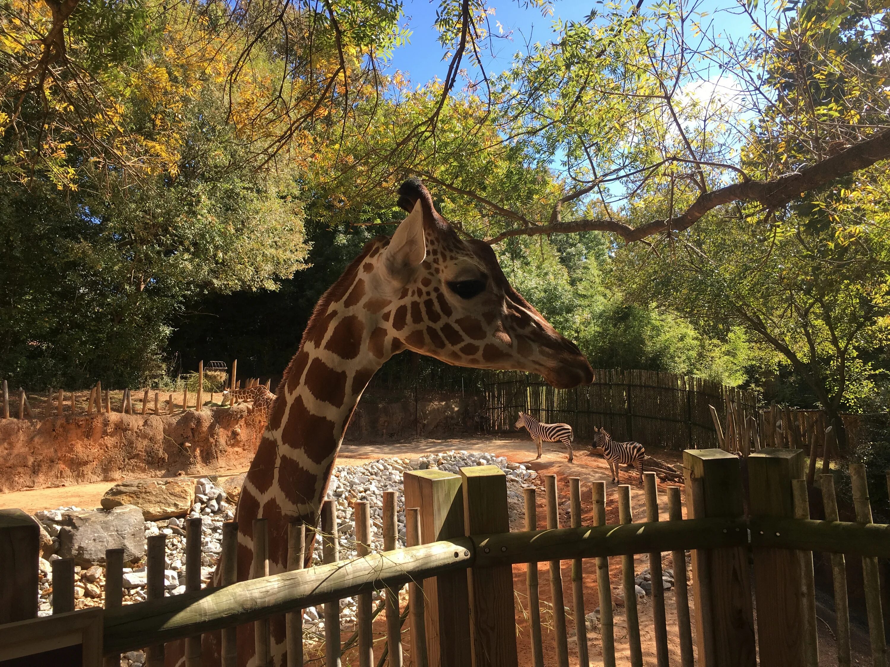 Zoo animals videos. Животные зоопарка. Жираф в зоопарке. Звери в зоопарке. Звери из зоопарка.