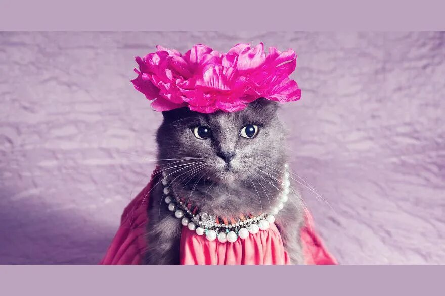 Гламурная кошечка. Кошка в платье. Красивая одежда для котиков. Кошка красавица.