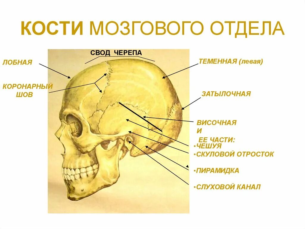 Какие кости относятся к височным. Кости свода мозгового отдела черепа. Мозгово кости черепа мозговой отдел. Строение костей мозгового отдела черепа. К Мозговому отделу черепа относятся кости.