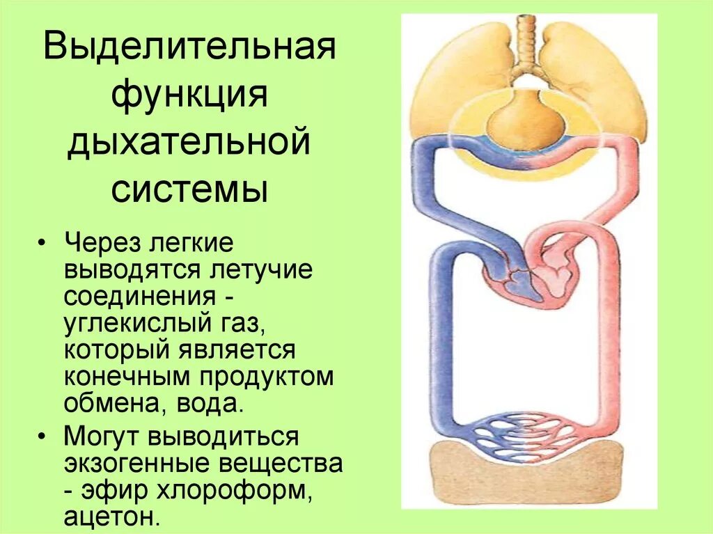 Процессы выделения человека. Выделительная функция дыхательной системы. Дыхательная система функции системы. Функционирования выделительной системы органов.. Легкие выделительная функция.