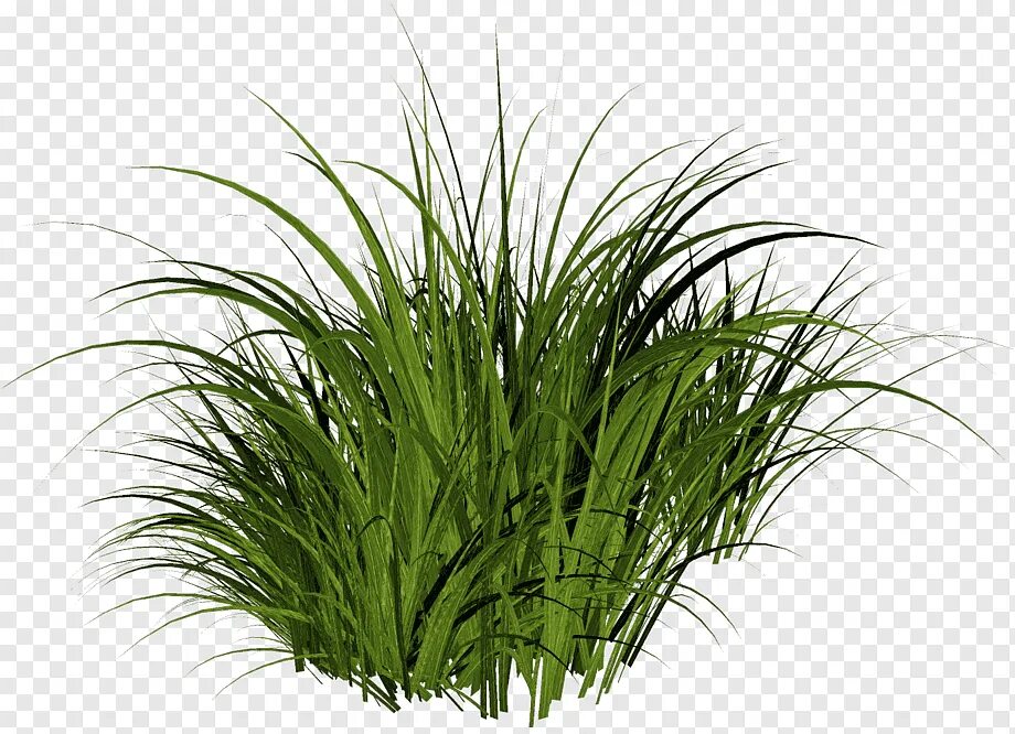 Grass plant. Трава Грасс Лонг куст. Растения на прозрачном фоне. Трава на прозрачном фоне. Трава на белом фоне.