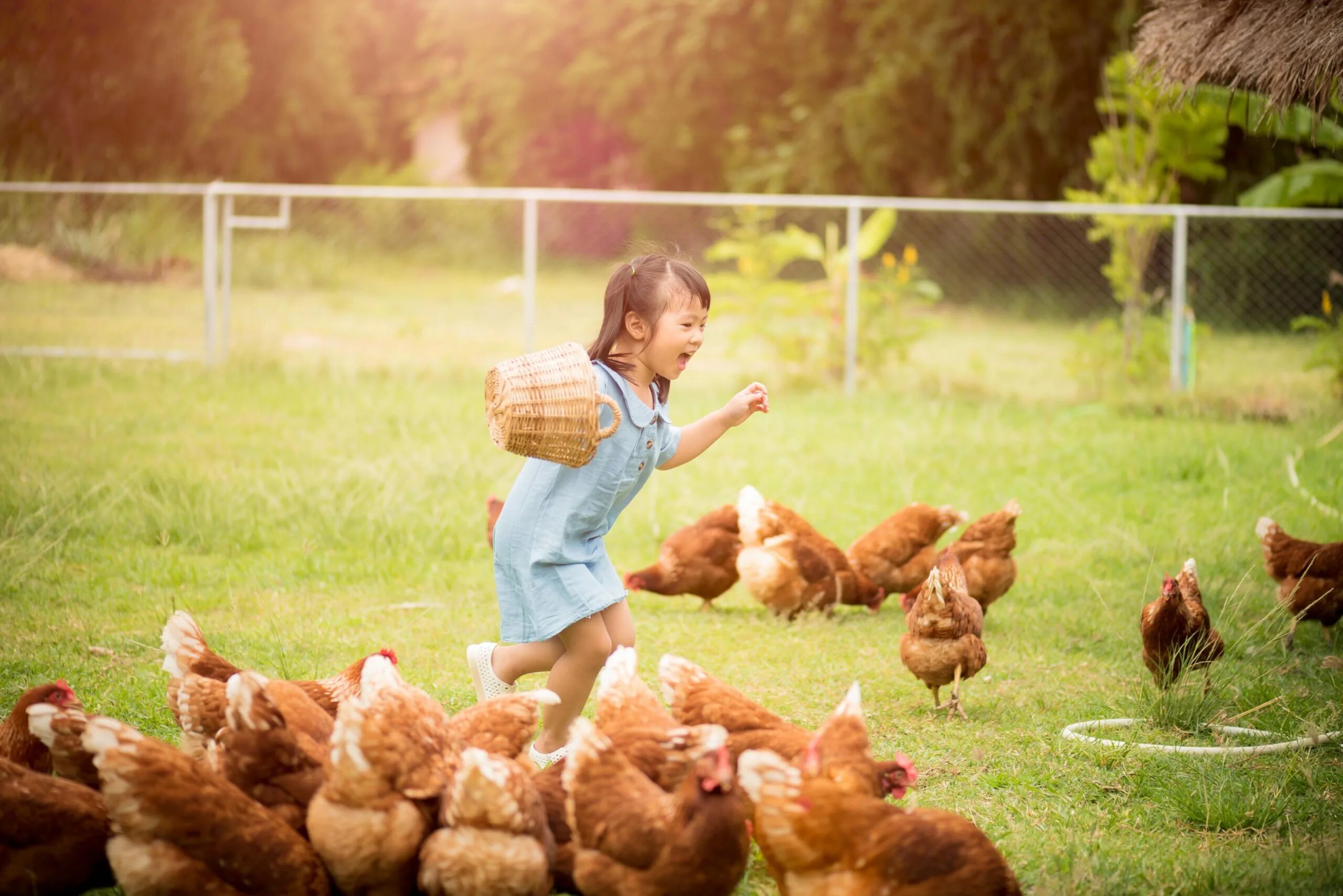 Фотосессия с цыплятами. Курица на природе. Цыпленок девочка. Фотосессия с цыплятами и детьми. Дети кормят цыплят