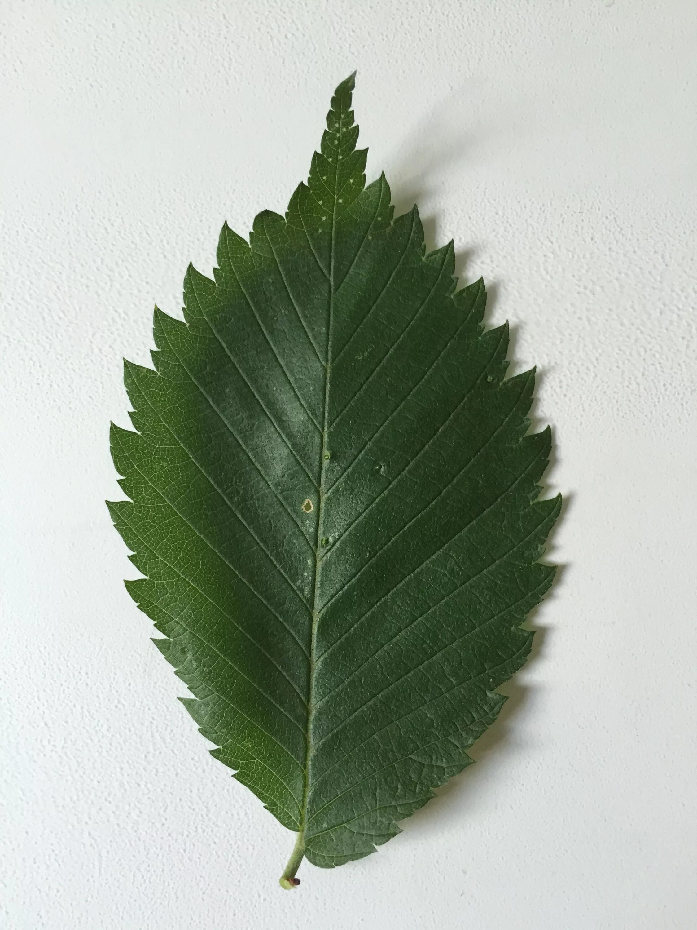 Листь. Вяз листья. Elm Tree Leaf. Вяз дерево листья. Американский вяз листья.