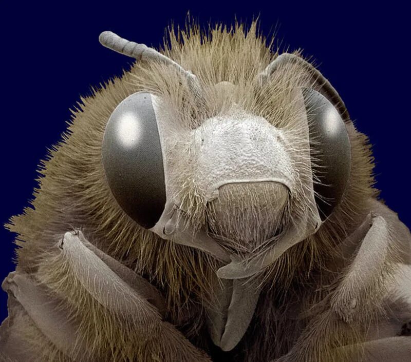 Бактерии на мухе. Овод под микроскопом зубы. Овод под микроскопом. Северная мошка под микроскопом. Хоботок комара под микроскопом.