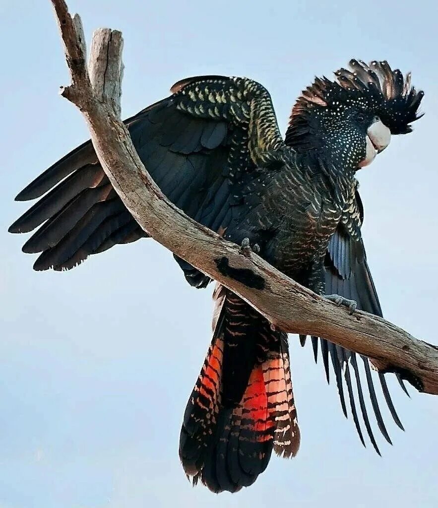 Погребальная птица. Краснохвостый Какаду. Черный Какаду Бэнкса. Черный краснохвосвостый Какаду. Red-tailed Black Cockatoos.