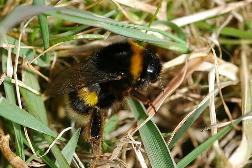 Земляной Шмель. Бомбус Шмель. Шмель скромный Bombus Modestus Eversmann, 1852. Bombus terrestris Рой.