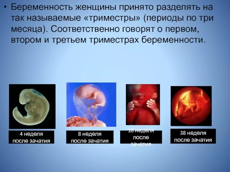 4 Недели беременности от зачатия. Эмбрион на 4 неделе беременности. Эмбрион 4 недели беременности зачатия. Что происходит на 3 неделе