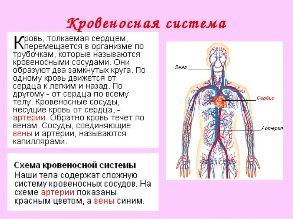 Система органов сообщение. Системы органов человека кровеносная система. доклад на тему органы человека 3 класс окружающий мир. кровеносная система человека 9 класс биология. кровеносная система состоит 3 класс с.